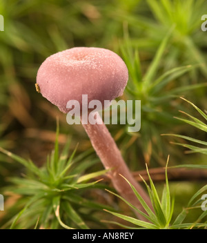 Le fourbe améthyste Laccaria amethysea croissant dans la New Forest Banque D'Images