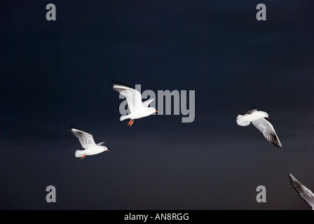 Une couleur image paysage de a flock of seagulls voler dans le ciel nocturne. Banque D'Images