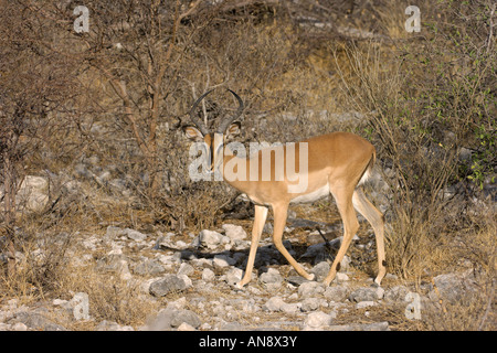 Face noir impala Aepyceros melampus petersi homme d'Etosha Namibie Novembre Banque D'Images