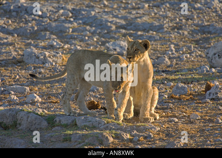 Lion Panthera leo Oursons jouant d'Etosha Namibie Novembre Banque D'Images