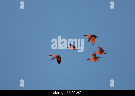Oies rieuses (Anser albifrons) en vol dans la région de early morning light Holkham Norfolk Banque D'Images