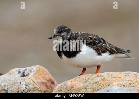 Turnstone Arenaria interpres sur pierres Salthouse Norfolk Banque D'Images