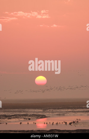 Des Neiges en vol au lever du soleil, Bombay Hook National Wildlife Refuge, Dover, Delaware, USA Banque D'Images