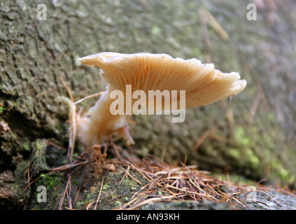 Pleurote Pleurotus cornucopiae ramifiés Banque D'Images