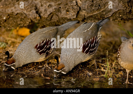 Cailles de Gambel Callipepla gambelii) (l'eau de piscine temporaire - Arizona - Hommes Banque D'Images