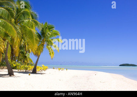 Une plage de cartes postales dans l'atoll isolé d'Aitutaki Iles Cook plage bordée de palmiers. Banque D'Images