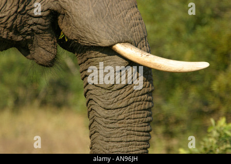 Elephant tusk et le tronc en close-up Banque D'Images