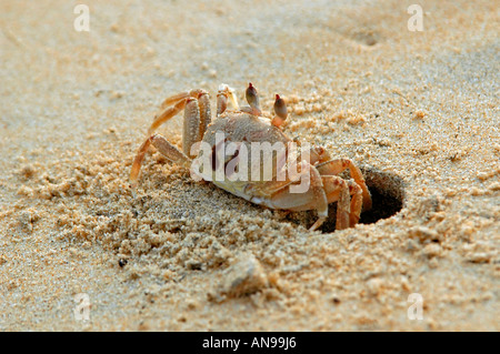 Close up horizontale d'un crabe de sable ou 'Ghost Crab' [Ocypode quadrata provisoirement en attente] près de son trou sur la plage. Banque D'Images