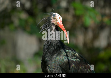 L'horizontale de près de l'étrange tête chauve et bill rouge d'un grand 'Ibis Waldrapp Geronticus eremita' au soleil. Banque D'Images