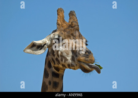 Close up of a horizontal girafe Rothschild's head [Giraffa camelopardalis rothschildi] de mâcher une feuille contre un ciel bleu Banque D'Images