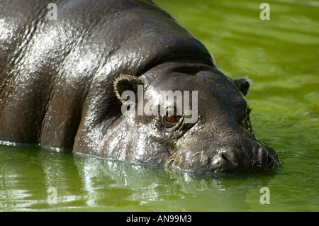 Close up of a horizontal submergé semi hippopotame pygmée [Choeropsis liberiensis] se vautrer dans l'eau peu profonde vert sale. Banque D'Images