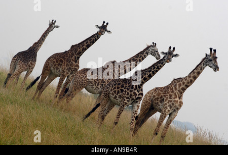 Groupe d'girafe déconcertés par la fumée d'un bush-le-feu pris dans le Masai Mara Safari park, Kenya Banque D'Images