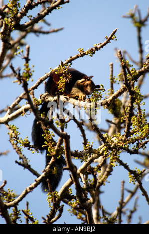 MALABAR ÉCUREUIL GÉANT, Réserve de tigres de PERIYAR, THEKKADY, IDUKKI DIST Banque D'Images