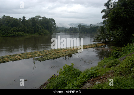 Dans la rivière PERIYAR, MOUSSON THATTEKAD BIRD SANCTUARY, ERNAKULAM DIST Banque D'Images