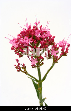 Centranthus ruber valériane rouge Banque D'Images