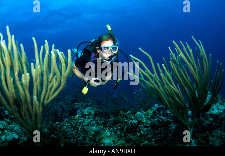 Plongeur et des Caraïbes corail mou Banque D'Images