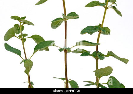 La marjolaine Origanum vulgare Banque D'Images