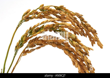 Le RIZ Oryza sativa Banque D'Images