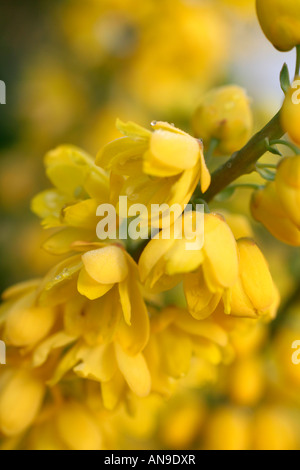 MAHONIA X MEDIA LIONEL FORTESCUE Banque D'Images