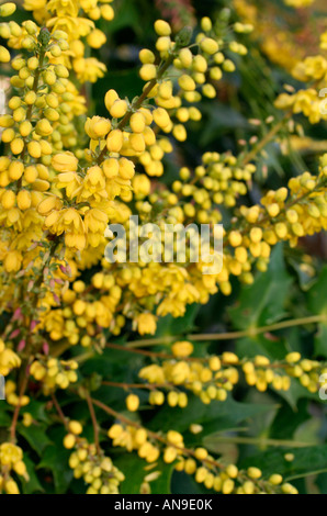 MAHONIA X MEDIA LIONEL FORTESCUE Banque D'Images