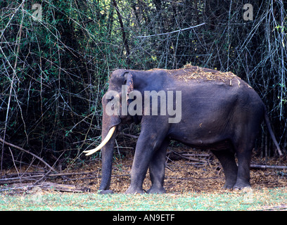 NAGARHOLE KARNATAKA DANS TUSKER Banque D'Images