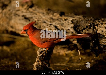 Cardinal rouge Cardinalis cardinalis Arizona désert de Sonora homme perché sur une branche Banque D'Images
