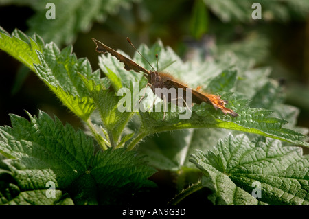 La virgule butterfly Banque D'Images