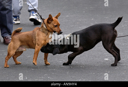 Rencontrez des chiens dans la rue Stow on the Wold les Cotswolds, Royaume-Uni Banque D'Images