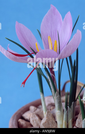 Crocus safran (Crocus sativus) Close up of autumn crocus safran à fleurs en pot couvert de gravier de plus en plus. Banque D'Images