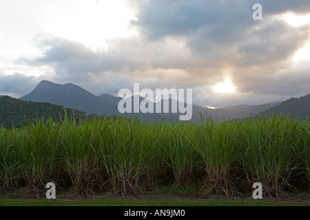 La canne à sucre dans les enclos avec Mont demi en arrière-plan le Queensland Australie Banque D'Images