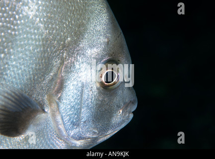 Atlantic spadefish Caraïbes Banque D'Images