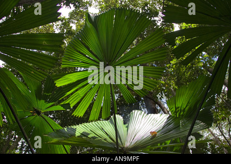 Dans les palmiers tropicale de Daintree Queensland Australie Banque D'Images