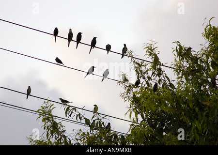 L'étourneau Queensland Australie Grippe aviaire Virus de la grippe aviaire pourrait se propager aux oiseaux sauvages Banque D'Images