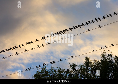 L'étourneau Queensland Australie Grippe aviaire Virus de la grippe aviaire pourrait se propager aux oiseaux sauvages Banque D'Images