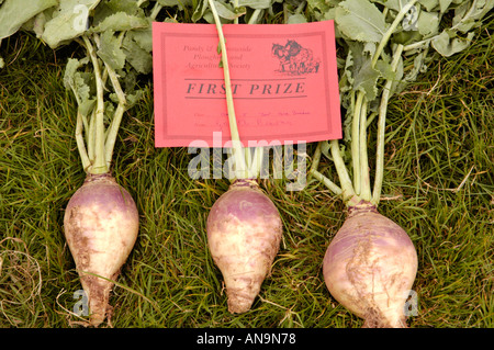 Gagnante du prix des légumes racines à Pandy afficher près de la ville de Abergavenny Monmouthshire au Pays de Galles UK Banque D'Images