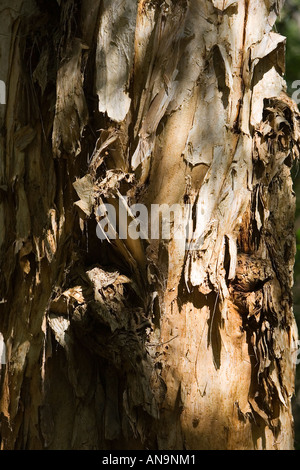 Tronc d'arbre de thé Paperbark Mary Creek dans la forêt tropicale de Daintree en Australie Banque D'Images