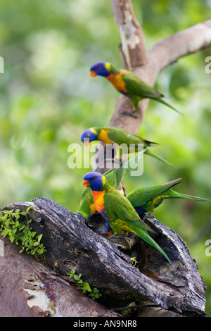 Rainbow loriquets verts perché sur une branche au-dessus de Thala Beach Port Douglas Queensland Australie Banque D'Images