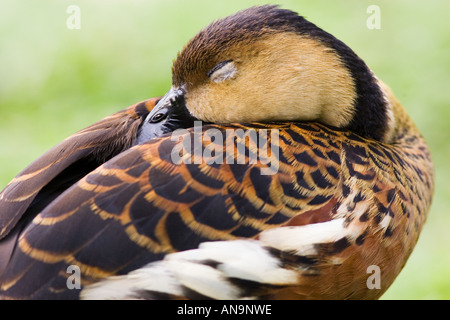 Sifflement d'errance duck Queensland Australie Banque D'Images