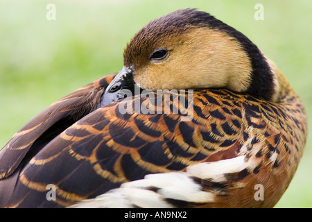 Sifflement d'errance duck Queensland Australie Banque D'Images