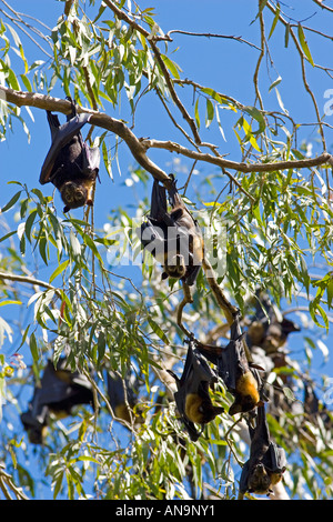 Colonie de chauves-souris Flying Fox à lunettes se percher Port Douglas Queensland Australie Banque D'Images