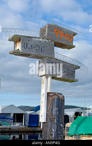 (Progne subis Hirondelle) nichoirs sur Ladysmith Harbour Pier Banque D'Images