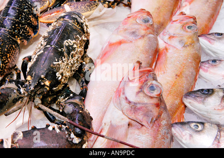 Le grondin rouge, le homard vivant et le bar en vente sur le stand des poissonniers à Swansea au Pays de Galles du Sud Marché UK Banque D'Images