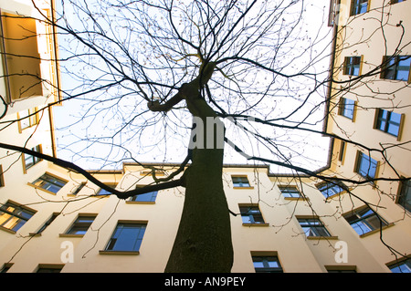 Arrière-cours d'arrière-cour sans les feuilles d'arbres morts de l'hiver à l'intérieur d'un palais de la vie Direction générale de l'aride maigrelet scraggy Banque D'Images