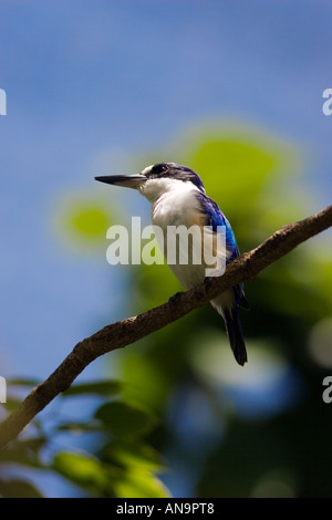 Forest Kingfisher perché sur une branche dans le Nord du Queensland en Australie Banque D'Images