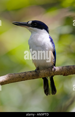 Forest Kingfisher perché sur une branche dans le Nord du Queensland en Australie Banque D'Images