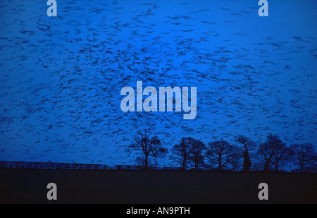 Gîte d'hiver volée de corbeaux freux Corvus frugilegus en vol au crépuscule Angleterre Norfolk Janvier Banque D'Images