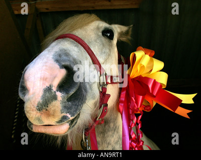 Ne cherchez pas un cheval de don dans la bouche. Banque D'Images