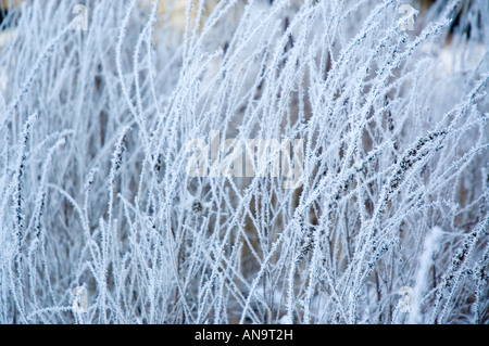 Le givre formé sur la végétation Banque D'Images