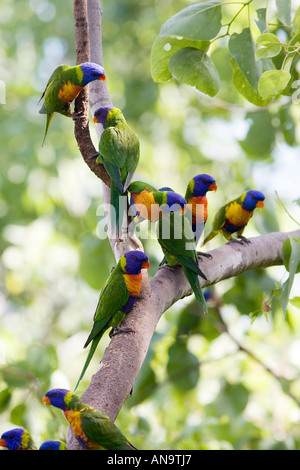 Rainbow loriquets verts perché sur une branche dans le Queensland en Australie Banque D'Images