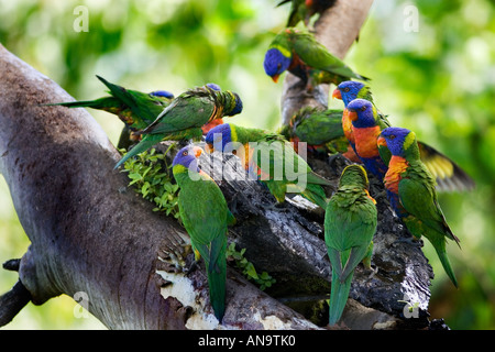 Rainbow loriquets verts perché sur une branche dans le Queensland en Australie Banque D'Images